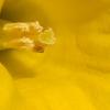 Daffodil