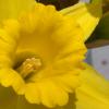 Daffodil