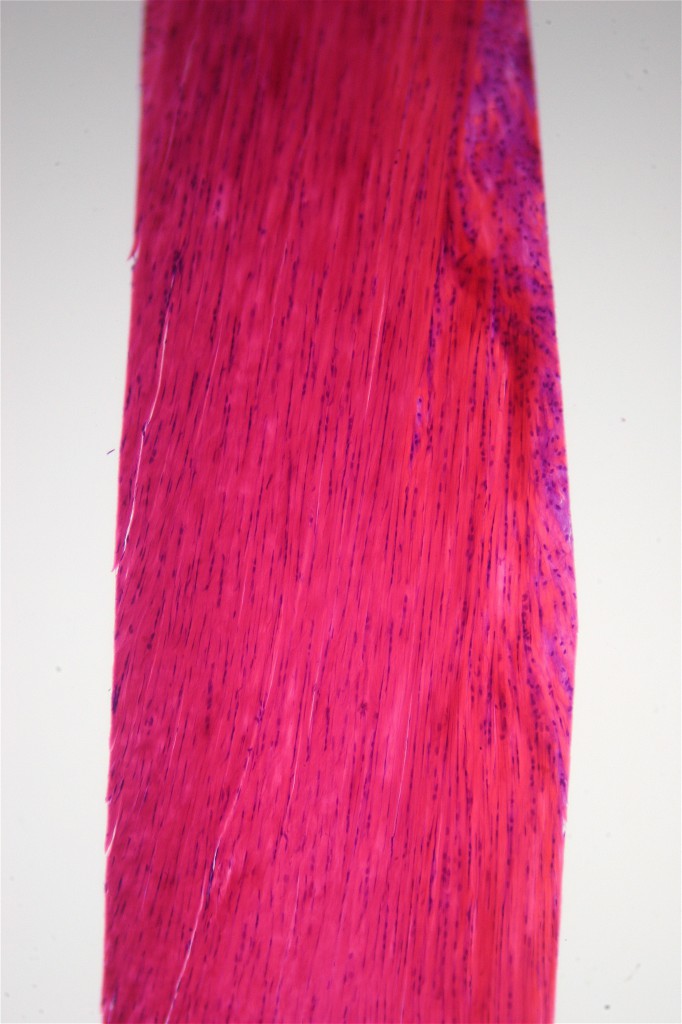 dense-connective-tissue-photomicroscopy-new-slides-on-eecue