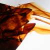 Housefly Mouth