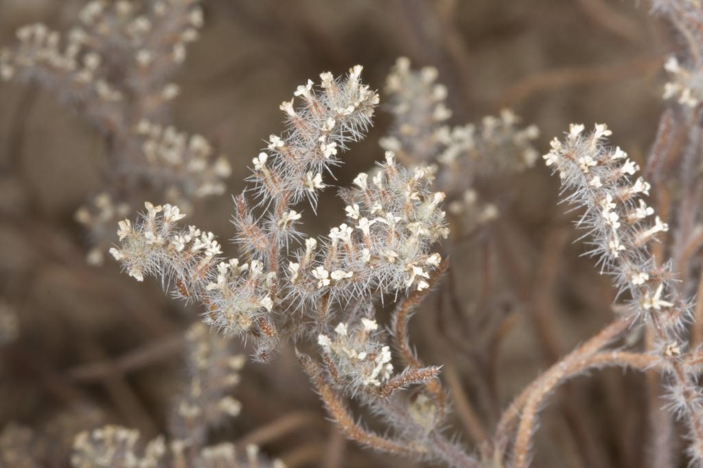 Popcorn Flower Mojave Wildflowers 2008 on Dave Bullock / eecue