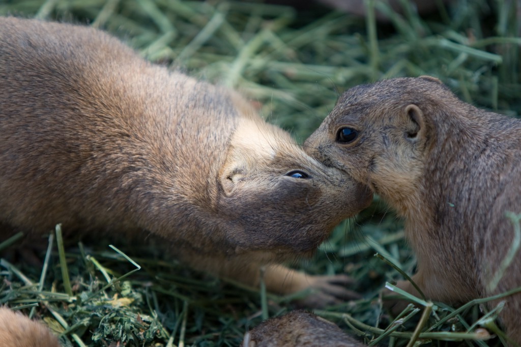 Prairie Dog Kisses