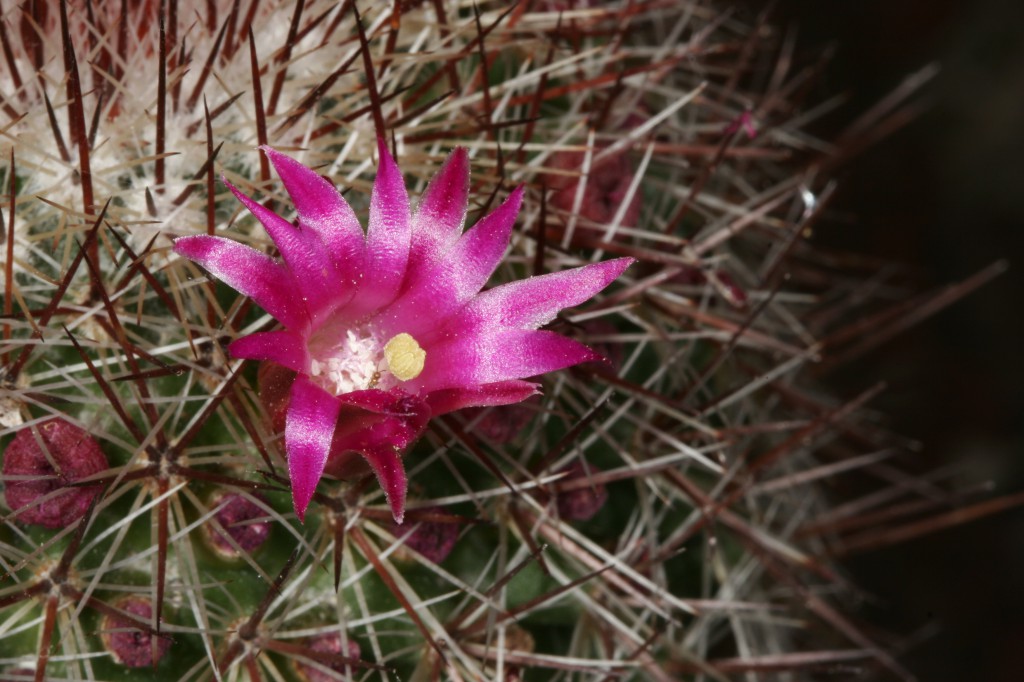 Purple Cactus Bloom