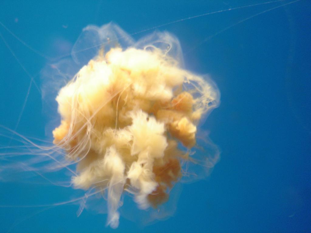 beautiful jellyfish
