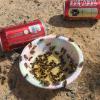 bees love beer