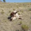dead cow