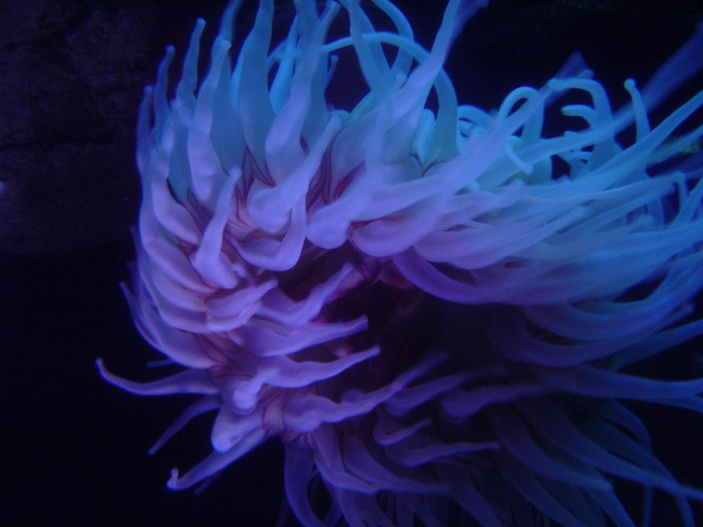 glowing sea anemone