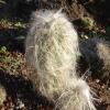 hairy lorax cactus