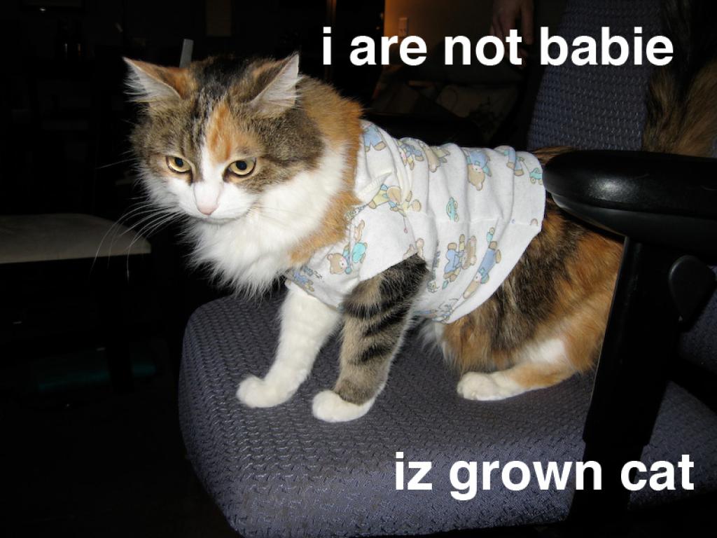 i are not babie, iz grown cat