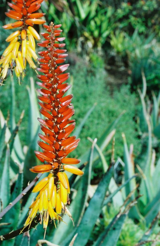 orange