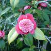 pink flowers