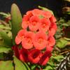 pink flowers