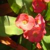 pink flowers