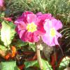 pink flowers