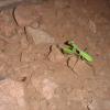praying mantis
