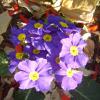 purple flowers