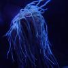sea anemone