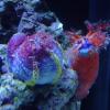 sea cucumbers