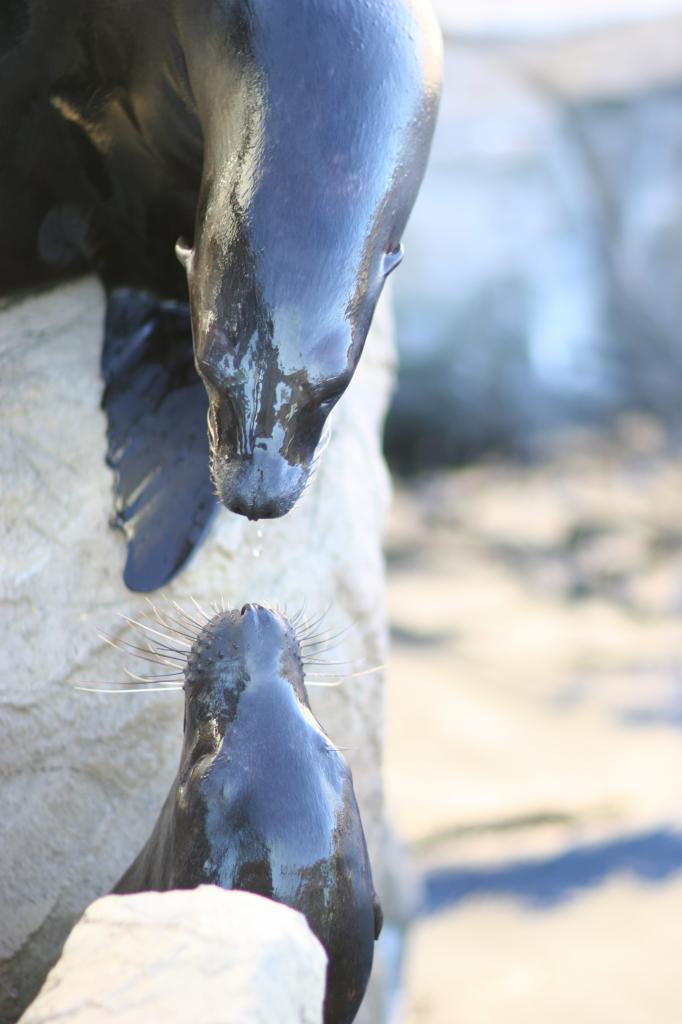 sea lion kiss