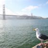 seagull and golden gate bridge