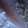 starfish tentacles