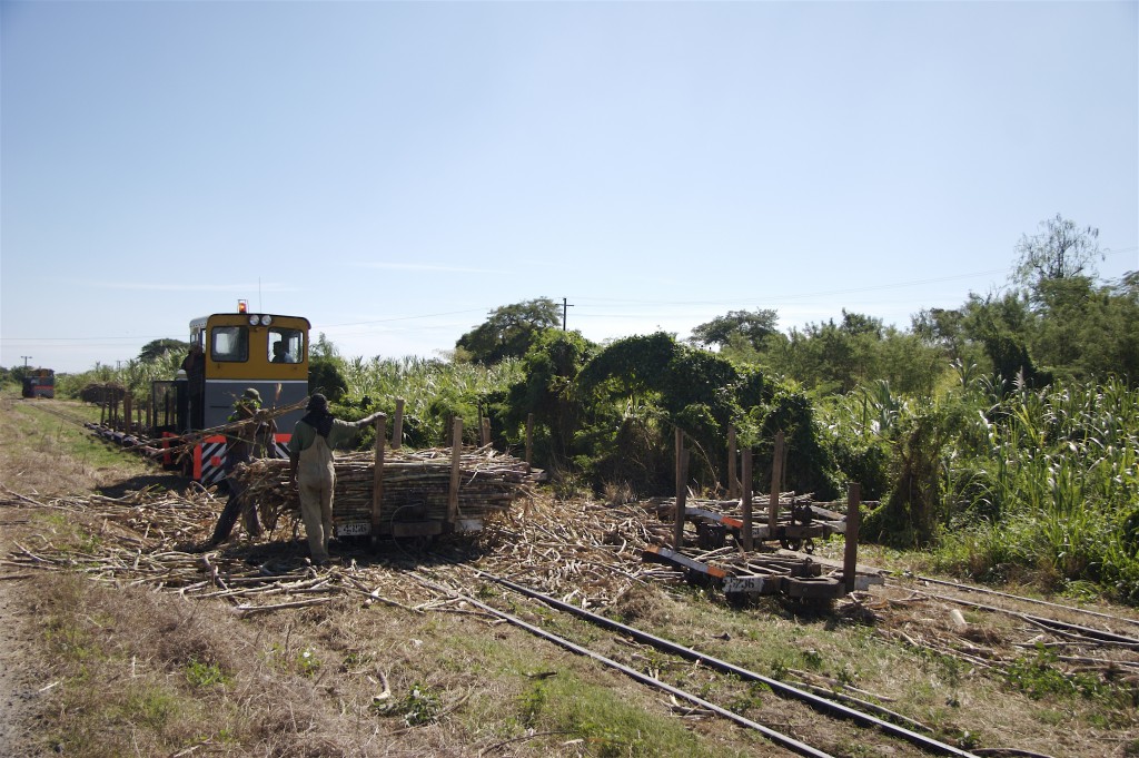 sugar cane train
