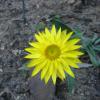 yellow flower